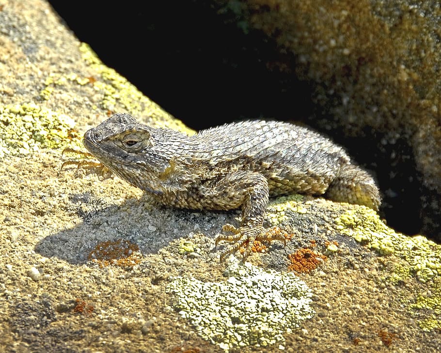 Western fence lizard 1080P, 2K, 4K, 5K HD wallpapers free download ...