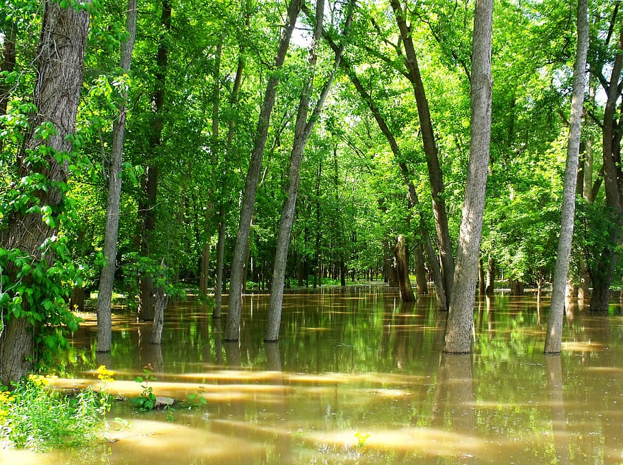 Flooded, Forest, Trees, green, water, reflection, nature, outdoors HD wallpaper