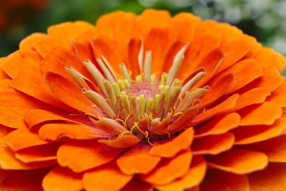 orange, flower, macro, blossom, floral, nature, summer, petal HD wallpaper
