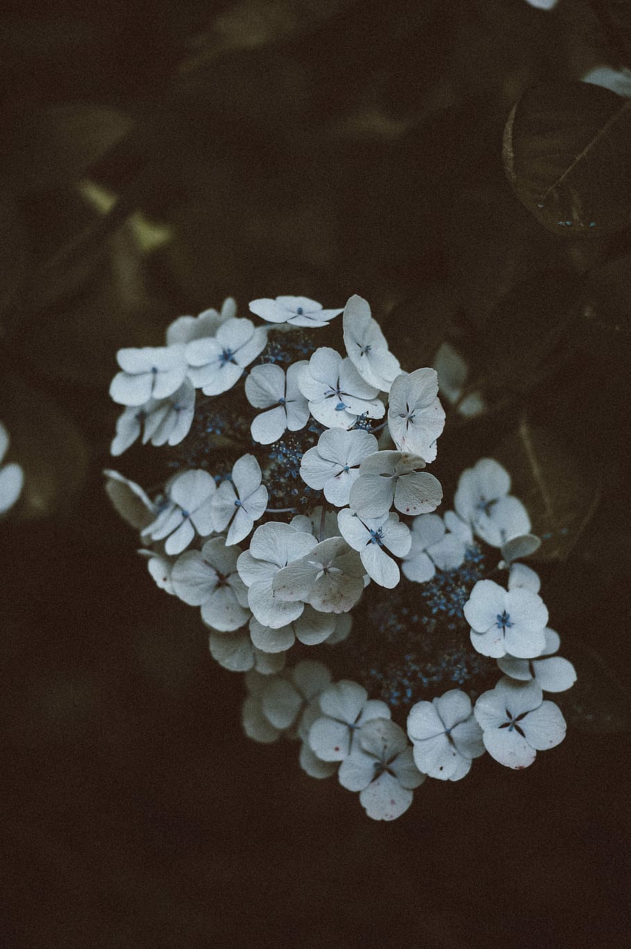 closeup photo of white Ixora flowers, leaf, garden, petal, dark HD wallpaper