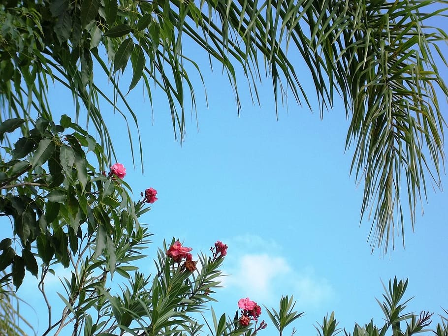 tree, flowers, blue sky, landscape, nature, plant, growth, leaf HD wallpaper