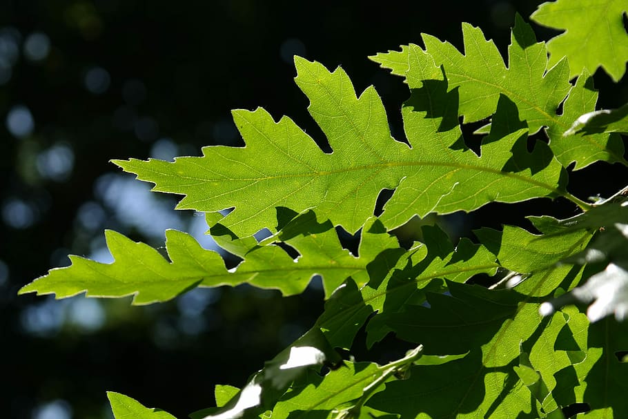 green leaf in shallow photo, Back Light, Shine, shine through HD wallpaper