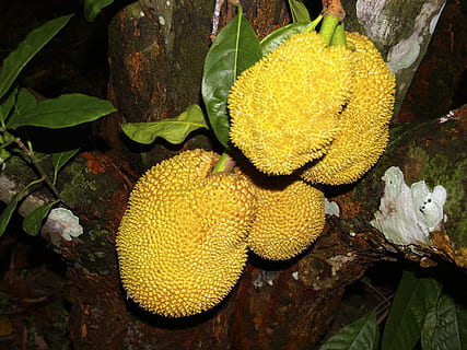 jackfruit tree, yellow, jungle, rio de janeiro, brazil, nature HD wallpaper