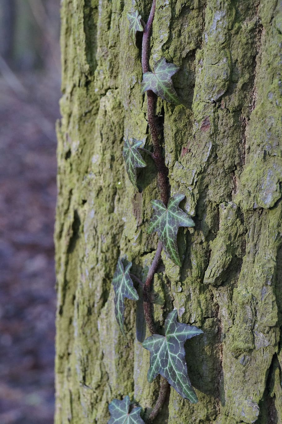 marzena, tree, ivy, foliage, tree trunk, close-up, textured HD wallpaper