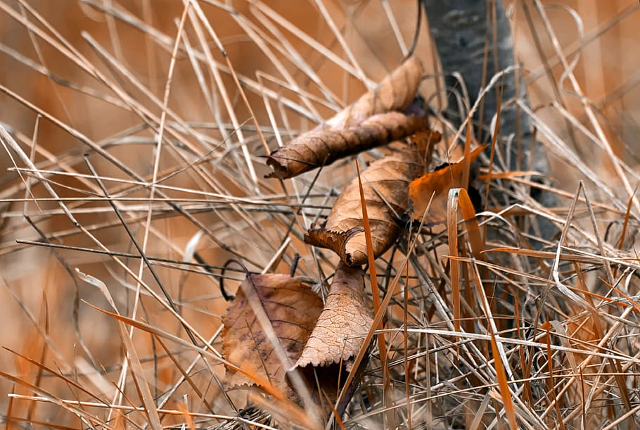 fall, leaf, autumn leaves, dead leaf, nature, tree leaf, plant HD wallpaper