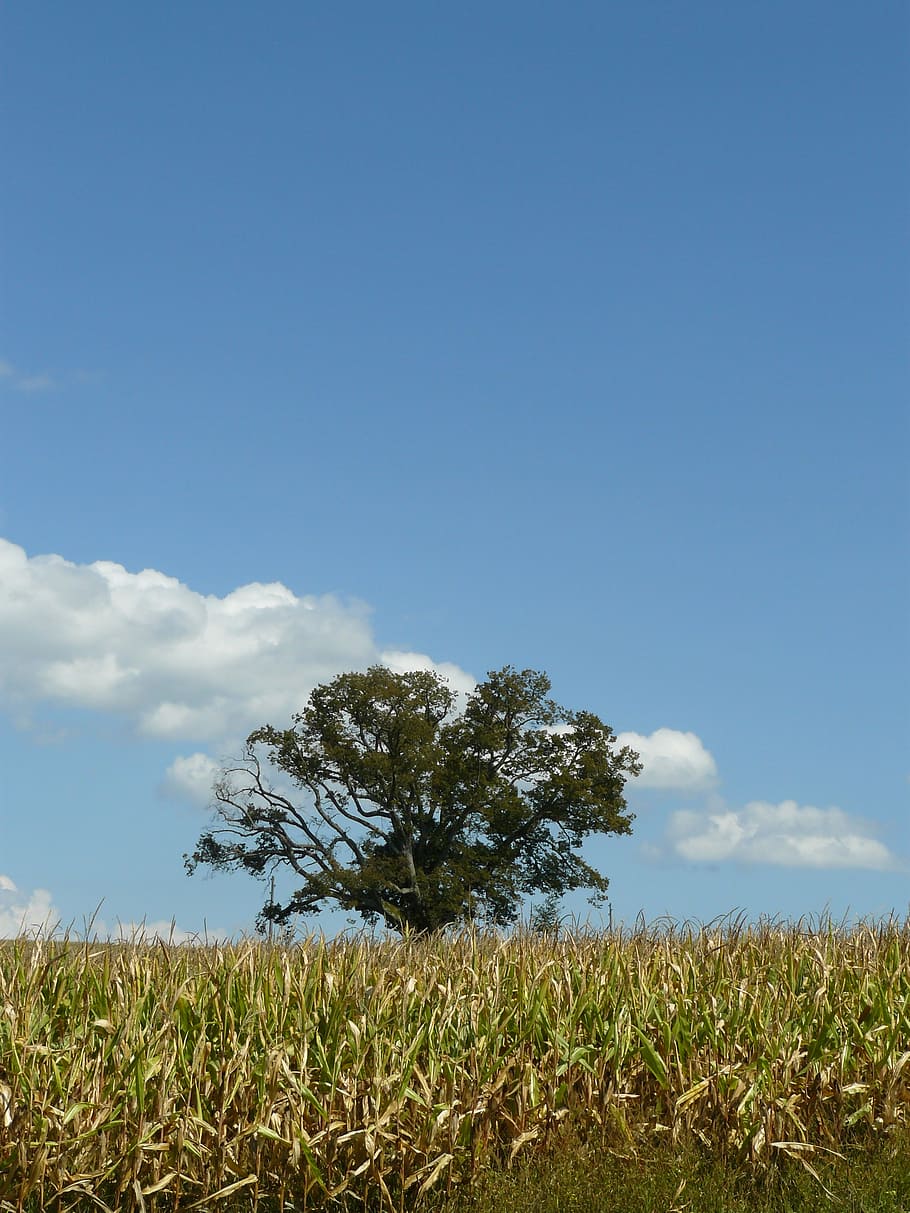 tree, lonely, field, summer, nature, sky, blue, agriculture HD wallpaper