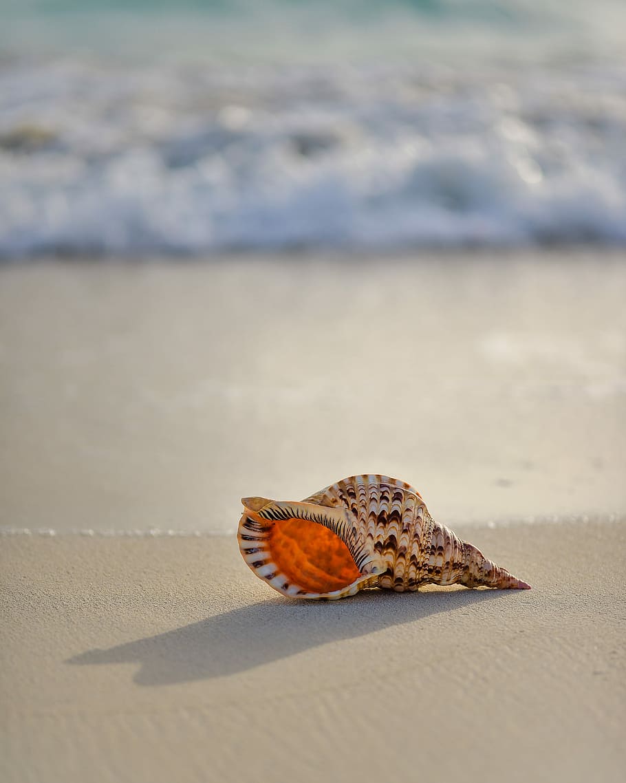 brown and white conch on seashore, selective photography of seashell HD wallpaper