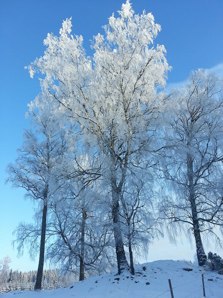 winter, snow, cold, tree, cold temperature, plant, beauty in nature HD wallpaper