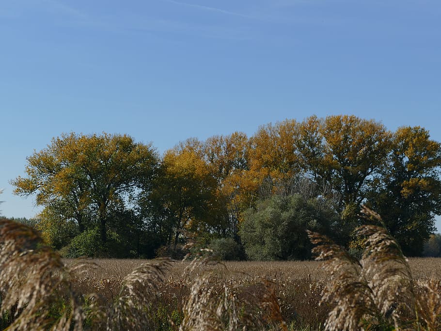trees, field, sky, nature, country, the sky, a sunny day, indian HD wallpaper