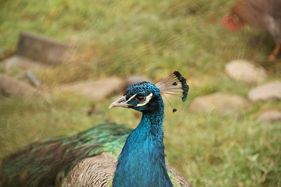 bird, blue, flights, peacock, animal themes, one animal, vertebrate HD wallpaper