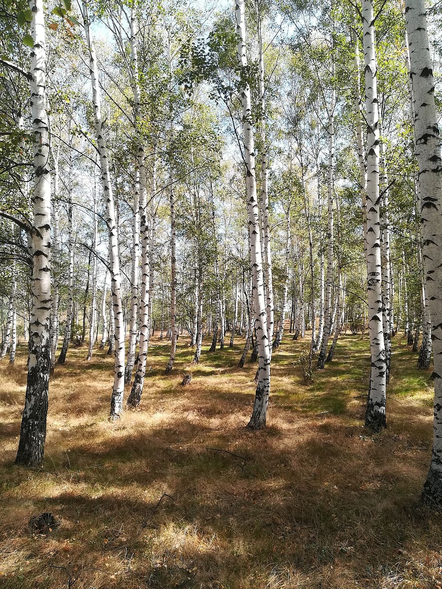 brezi, forest, nature, tree, plant, land, tranquility, beauty in nature HD wallpaper