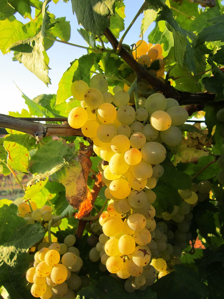 grape, vine, grapes, fruit, cultivation, winegrowing, grapevine HD wallpaper