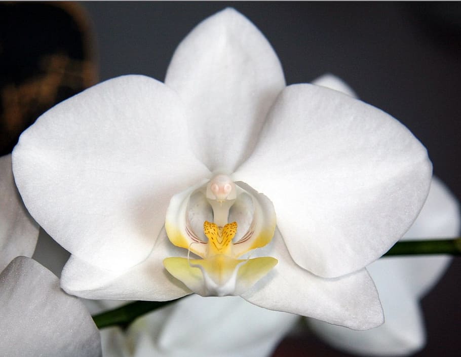 white, blossom, bloom, close, flowering plant, vulnerability HD wallpaper