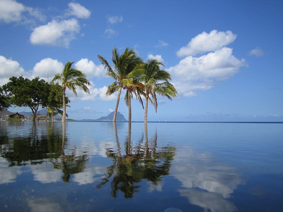 coconut trees on body of water during daytime, mauritius, pool HD wallpaper
