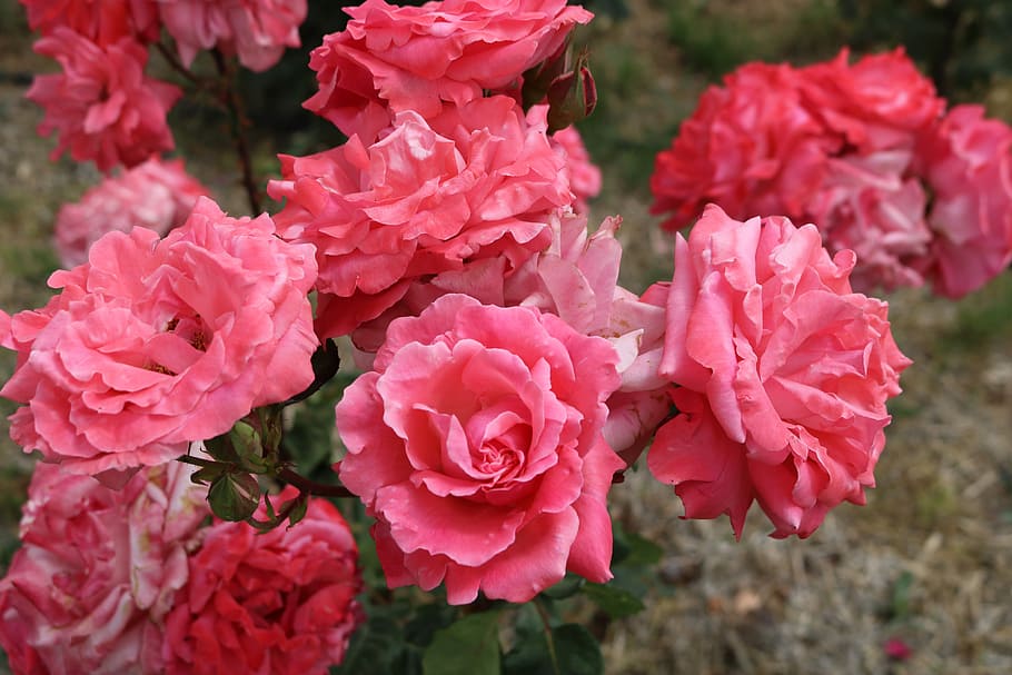rose, garden, flowering plant, vulnerability, fragility, beauty in nature HD wallpaper