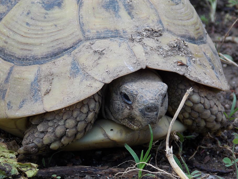 tortoise, land turtle, nature, spring, testudo hermanni, reptile HD wallpaper