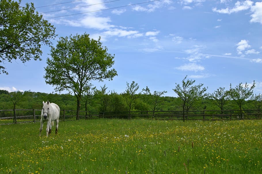 horse, paddock, coupling, animal, white, mold, pasture, graze HD wallpaper
