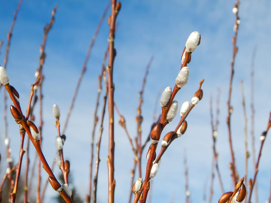 early spring, wickers, sprouting time, nature, season, march HD wallpaper