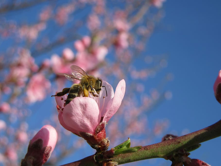 Spring, Flower, Tree, Branch, Blossom, pink, tree branches HD wallpaper