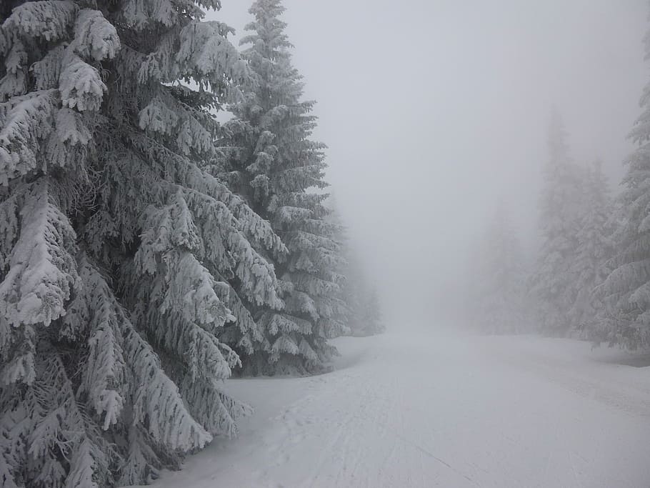 trees coated with snow in grayscaled photo, winter, white, cold HD wallpaper