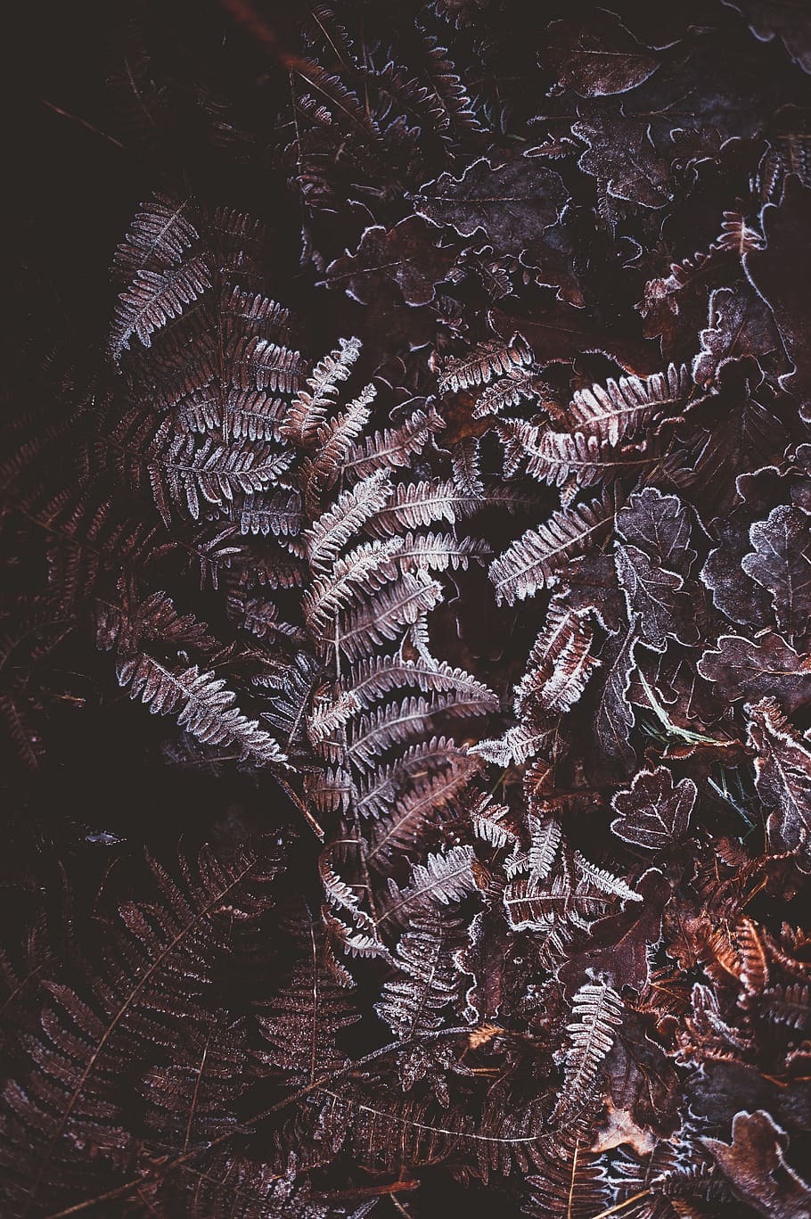 leaf, fall, autumn, plant, no people, growth, backgrounds, nature HD wallpaper