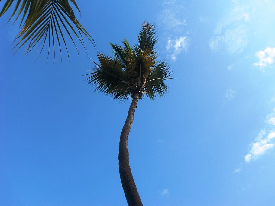 Palma, Caribbean, Tropics, palm Tree, nature, sky, blue, summer HD wallpaper