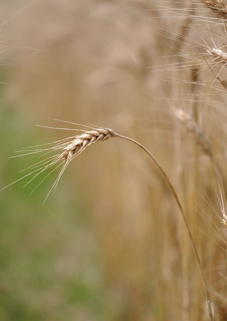Grain, Food, Agriculture, Wheat, Spike, spica, cereal, crop, HD wallpaper