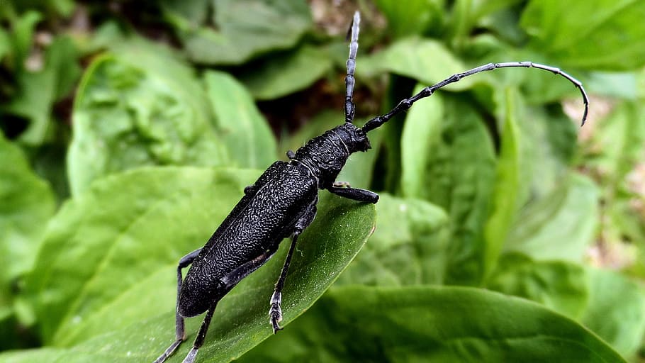 Beetle, Barbel, Macro, nature, insect, animal, wildlife, close-up HD wallpaper