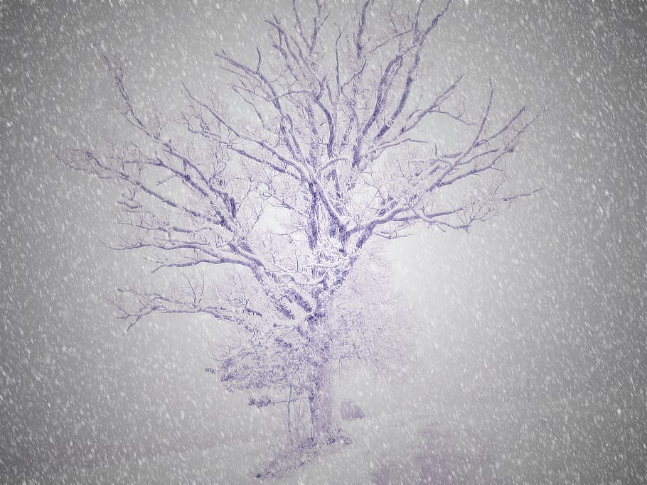 Surreal, Tree, Wintry, Snow, Light, winter, nature, weather HD wallpaper