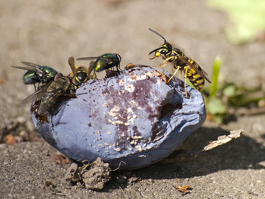 wasp, insect, plum, nature, animal, fruit, wildlife, animal themes HD wallpaper