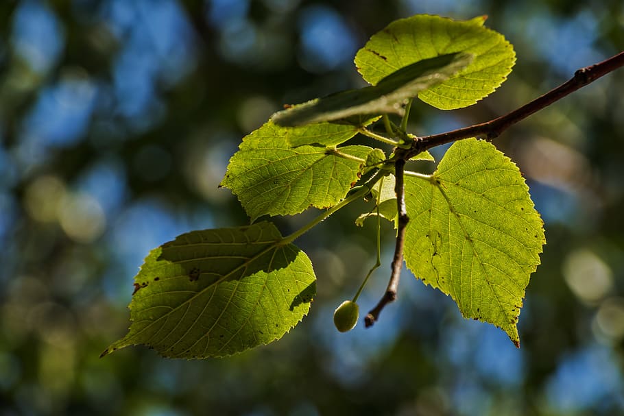 Holidays, Light, Sunlight, Grain, Plant, green, nature, leaf HD wallpaper