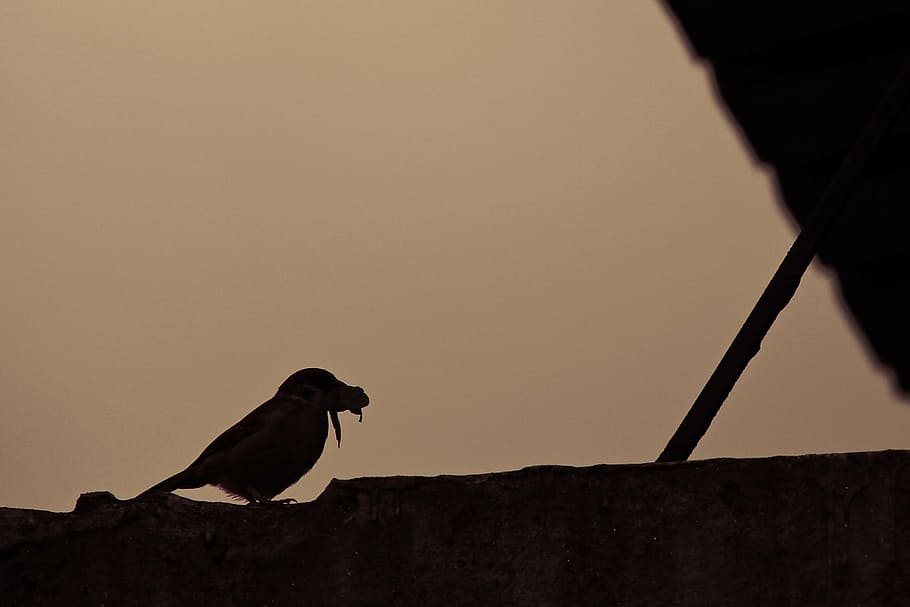 sparrow, bird, hunting, sunset, silhouette, one animal, vertebrate HD wallpaper