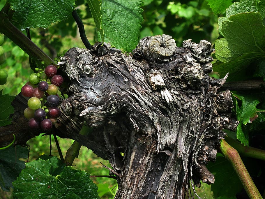 close up photo of round green and red fruit, grape, grapevine HD wallpaper