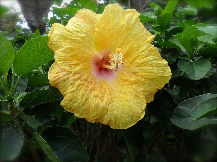 flower, hibiscus, yellow, plant, flowering plant, freshness HD wallpaper
