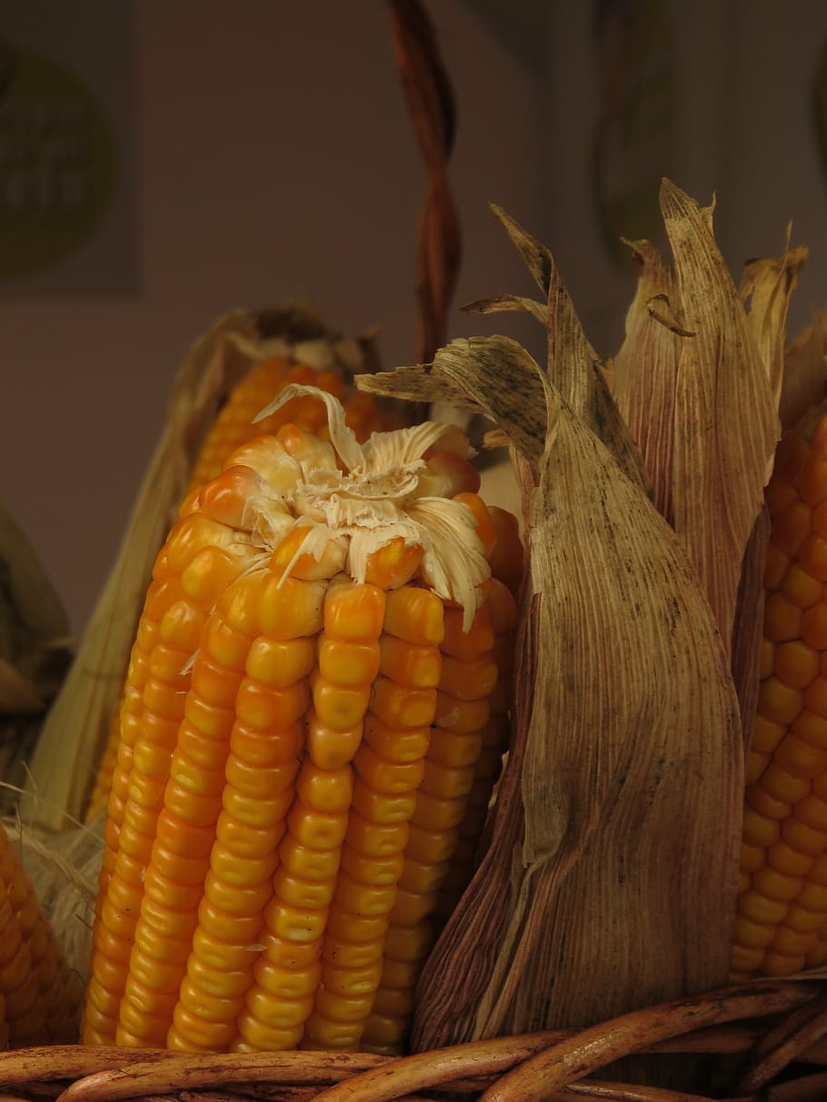 corn, food, grain, food and drink, vegetable, healthy eating HD wallpaper