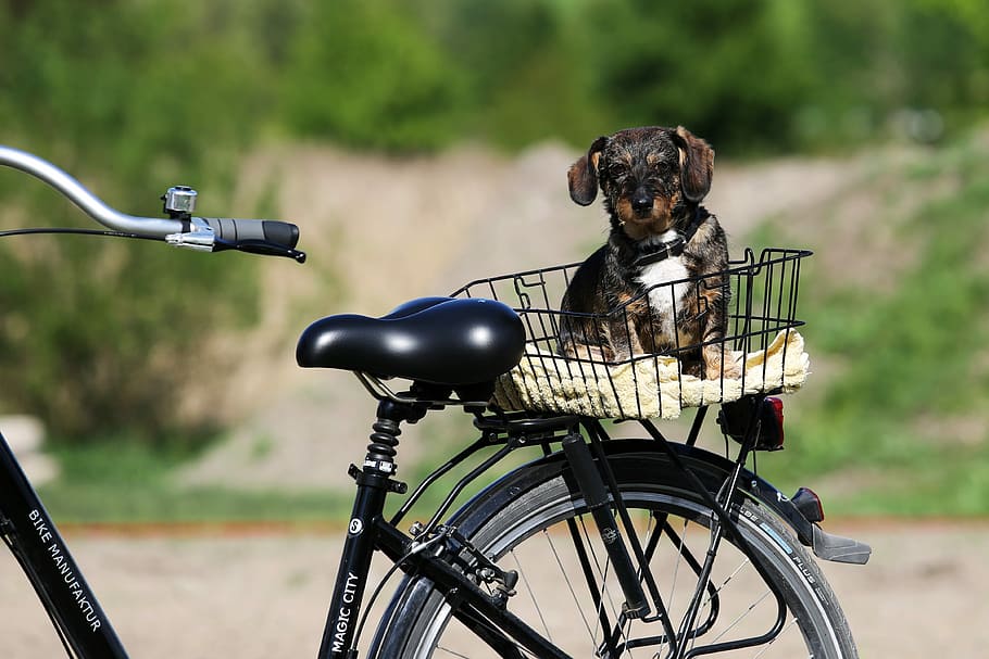 puppy in bicycle cargo rack during daytime, Bike, Dog, Summer
