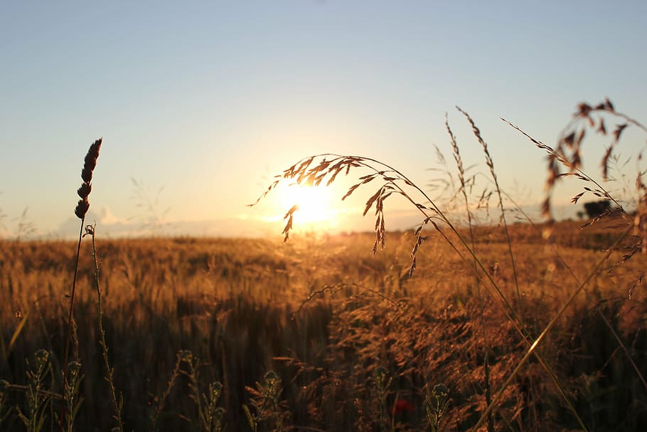 sunset, evening, grass, landscape, outdoor, nature, outdoors HD wallpaper