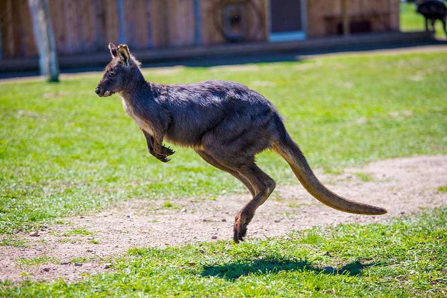 kangaroo, jumping, one animal, mammal, vertebrate, animal wildlife HD wallpaper