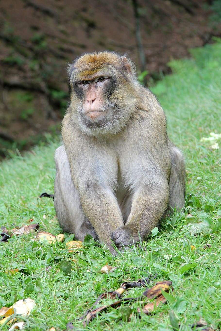 Monkey, Animal, Capuchins, äffchen, forest, nature, cute, barbary ape HD wallpaper