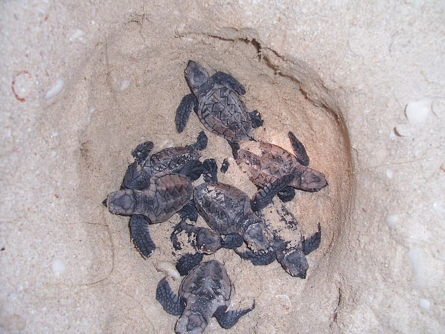 Turtles, Nest, Beach, animal themes, animal wildlife, no people HD wallpaper