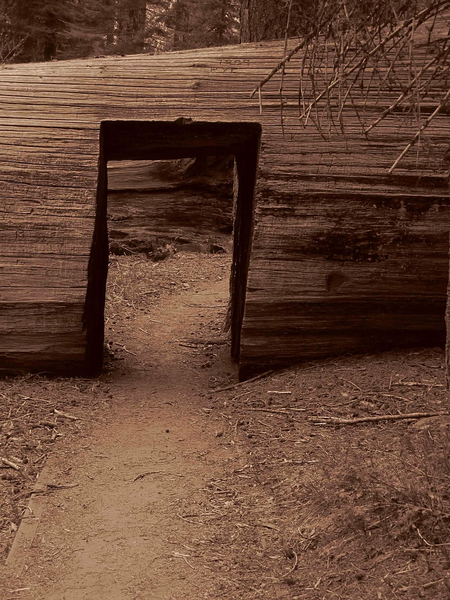 log, path, tree, wood, wood - material, no people, day, architecture HD wallpaper