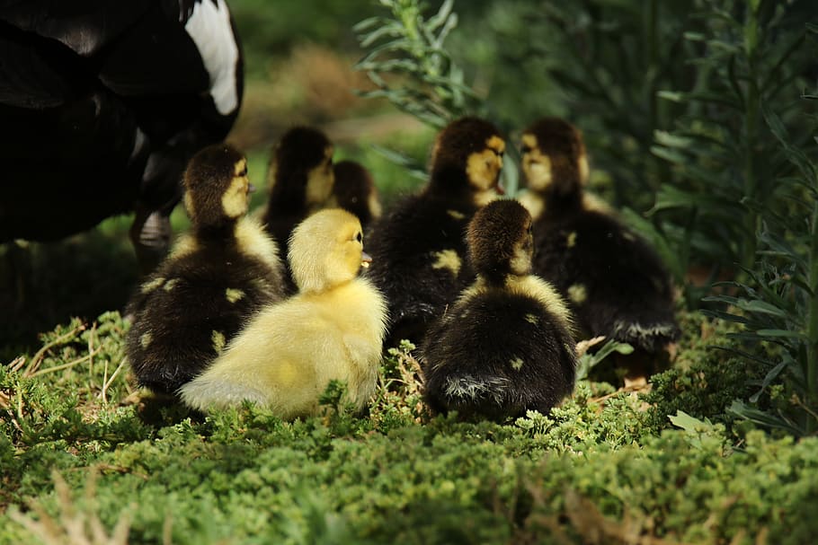 gees, goslings, waterbird, park, together, precious, animal themes, HD wallpaper