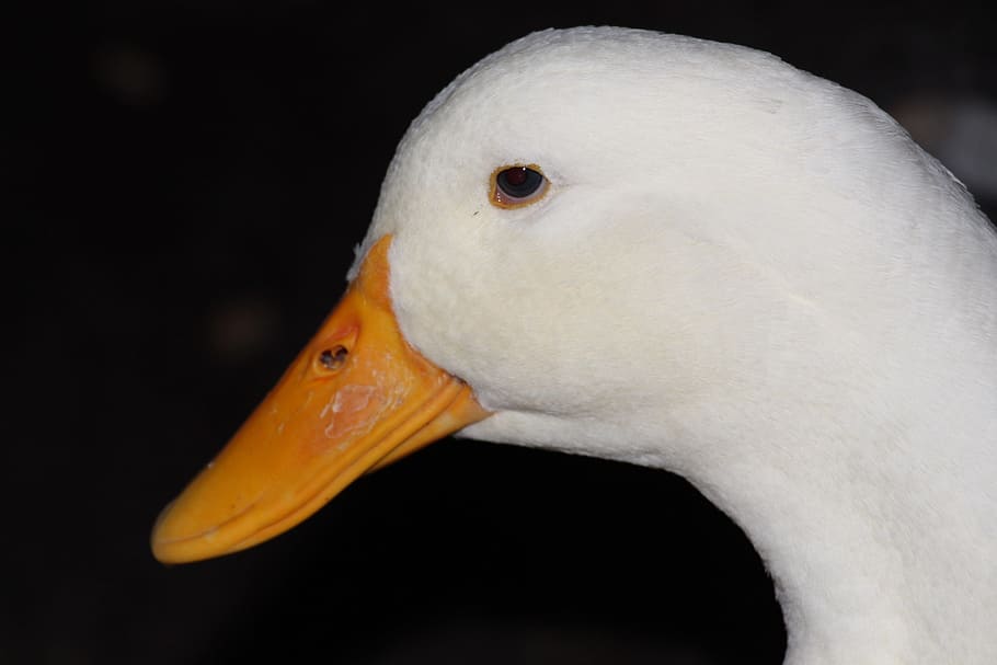 duck, white, peak, wing, pen, wings, nature, pond, animals HD wallpaper
