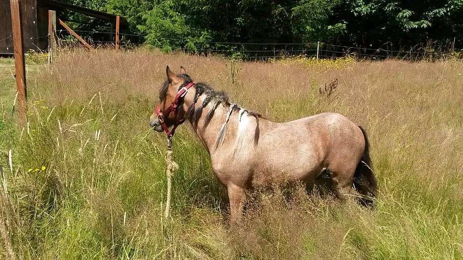 pony, field, grass, mammal, plant, animal themes, vertebrate HD wallpaper
