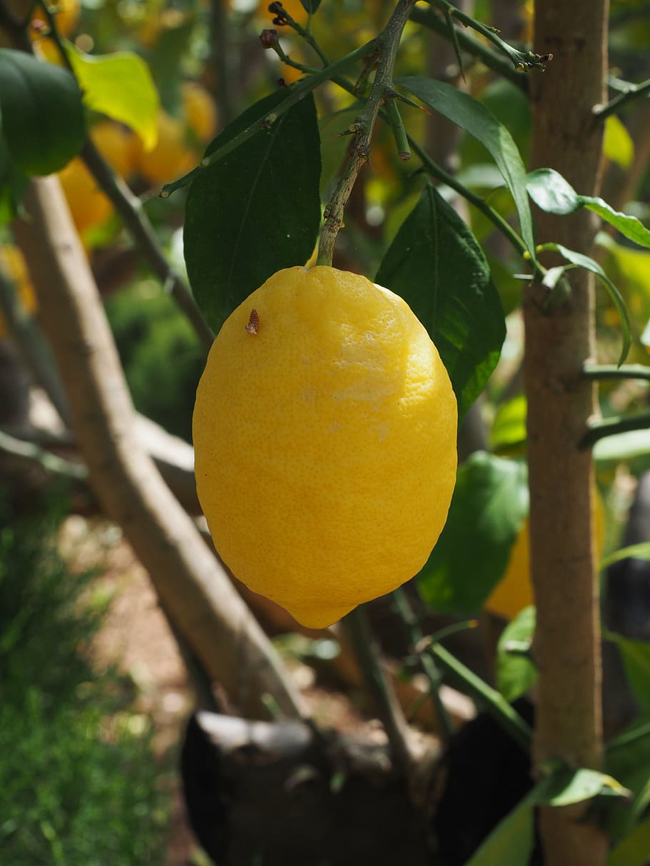 lemon, limone, lemon tree, citrus × limon, fruit, tropical fruit, HD wallpaper