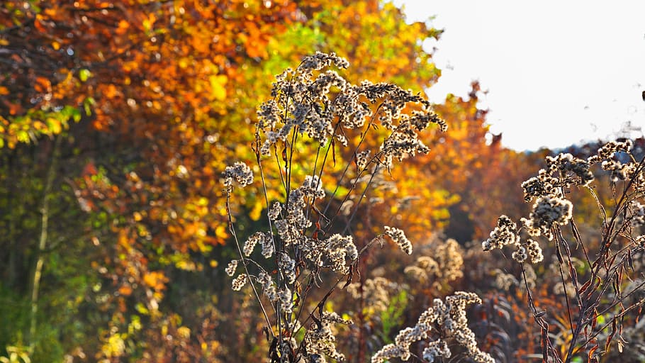 autumn, light, nature, plant, beauty in nature, yellow, no people HD wallpaper