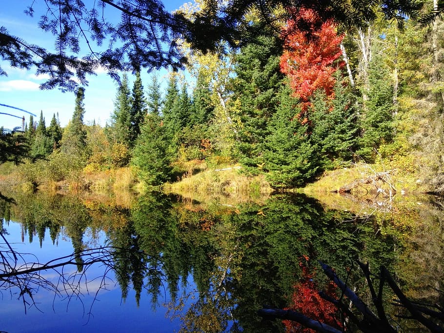 fall, autumn, fall colors, fall leaves, tree, colorful, sky HD wallpaper
