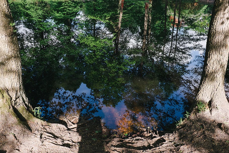Pond, nature, tree, forest, woodland, outdoors, landscape, scenics HD wallpaper