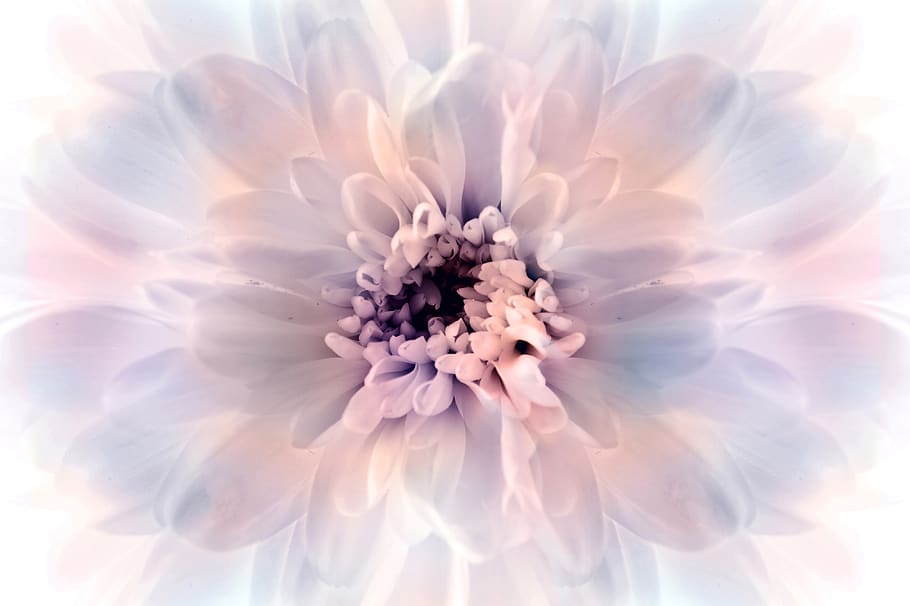 macro, art, flower, romantic, flowering plant, vulnerability HD wallpaper