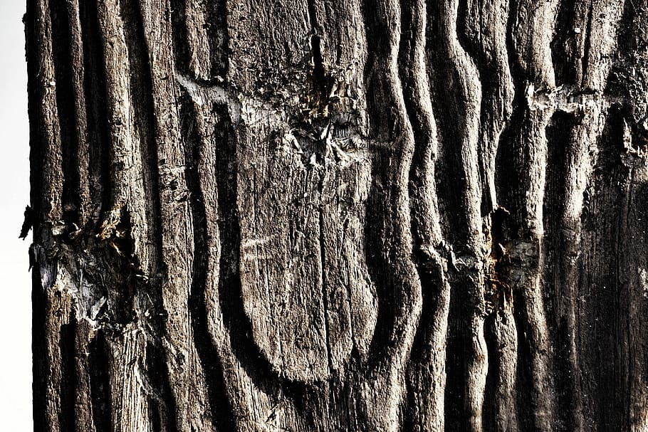 Wood, Structure, Background, Grain, texture, old, damage, wood grain HD wallpaper